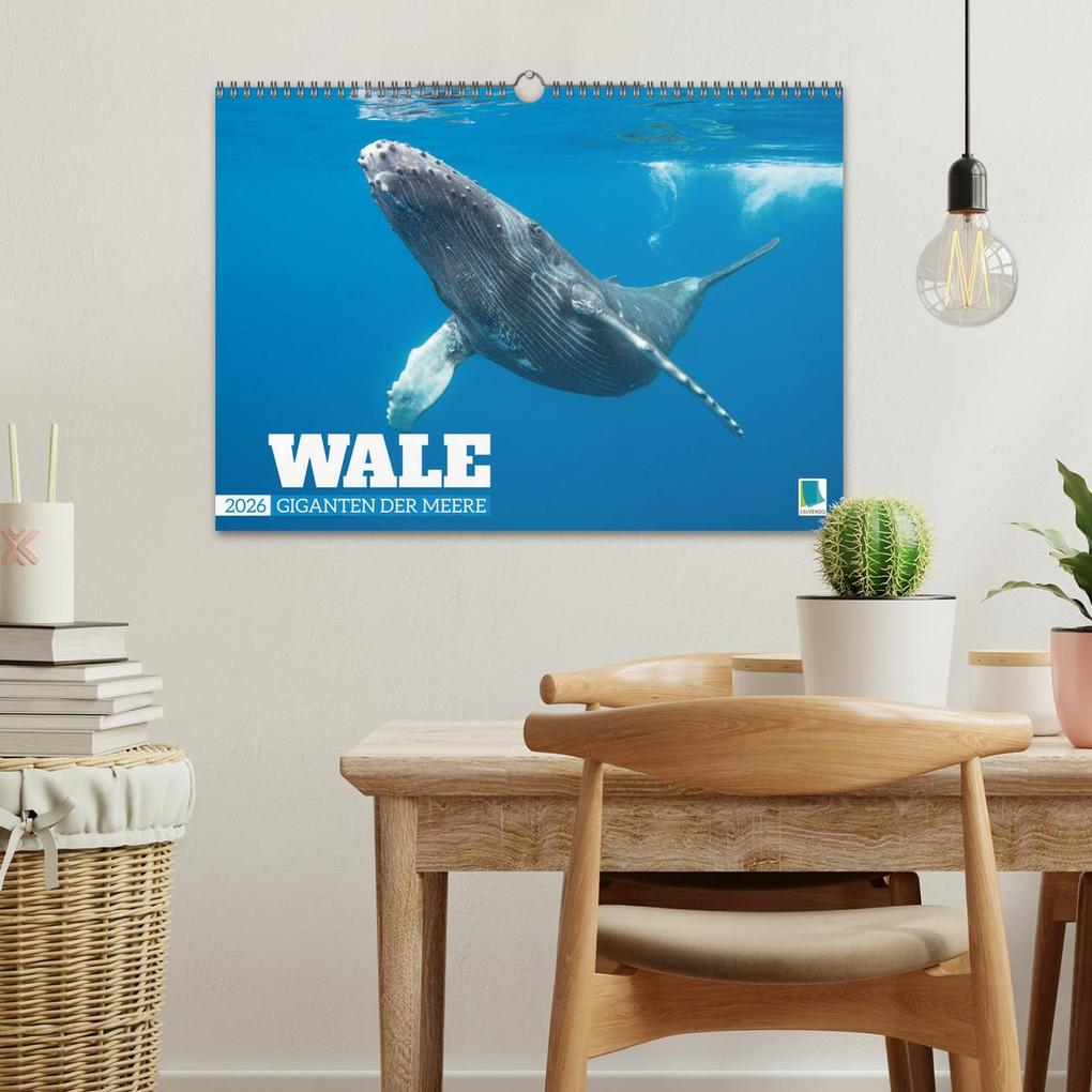 Weitere Ansicht: Wale: Giganten der Meere (Wandkalender 2026 DIN A3 quer), CALVENDO Monatskalender | CALVENDO CALVENDO, Calvendo