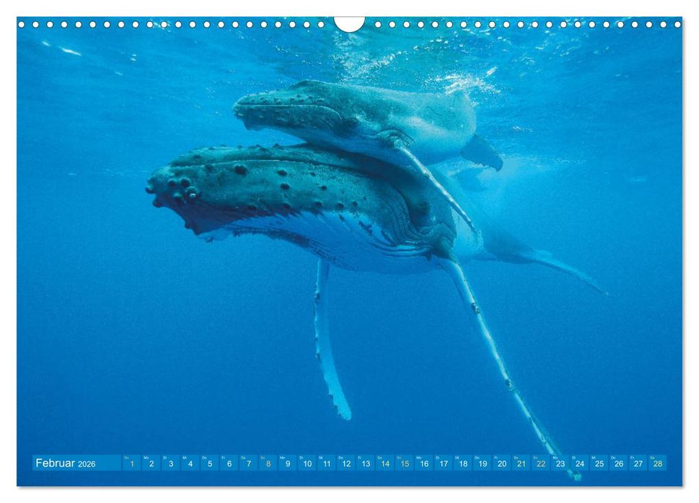 Weitere Ansicht: Wale: Giganten der Meere (Wandkalender 2026 DIN A3 quer), CALVENDO Monatskalender | CALVENDO CALVENDO, Calvendo