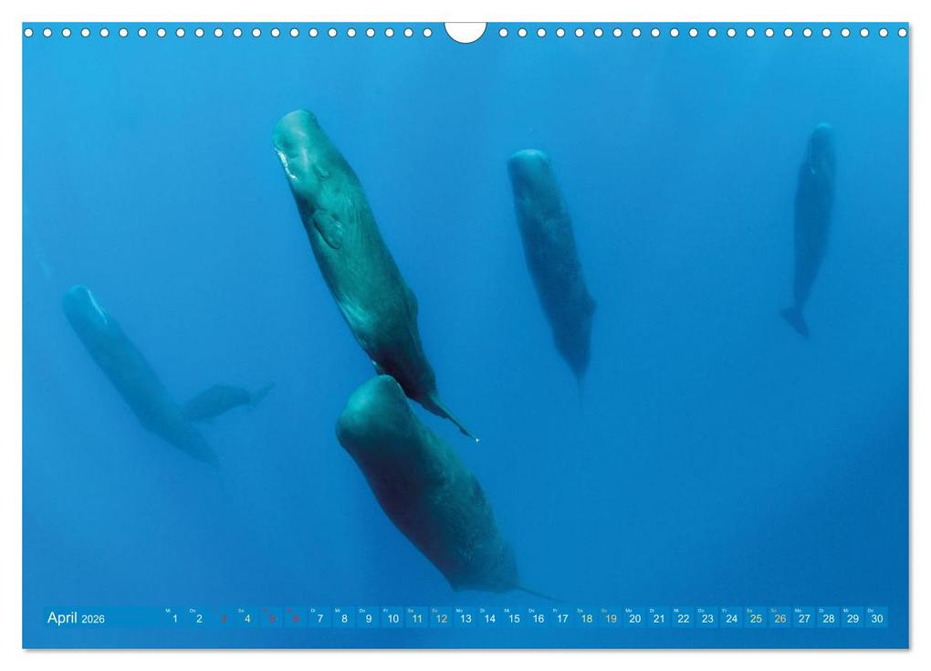 Weitere Ansicht: Wale: Giganten der Meere (Wandkalender 2026 DIN A3 quer), CALVENDO Monatskalender | CALVENDO CALVENDO, Calvendo