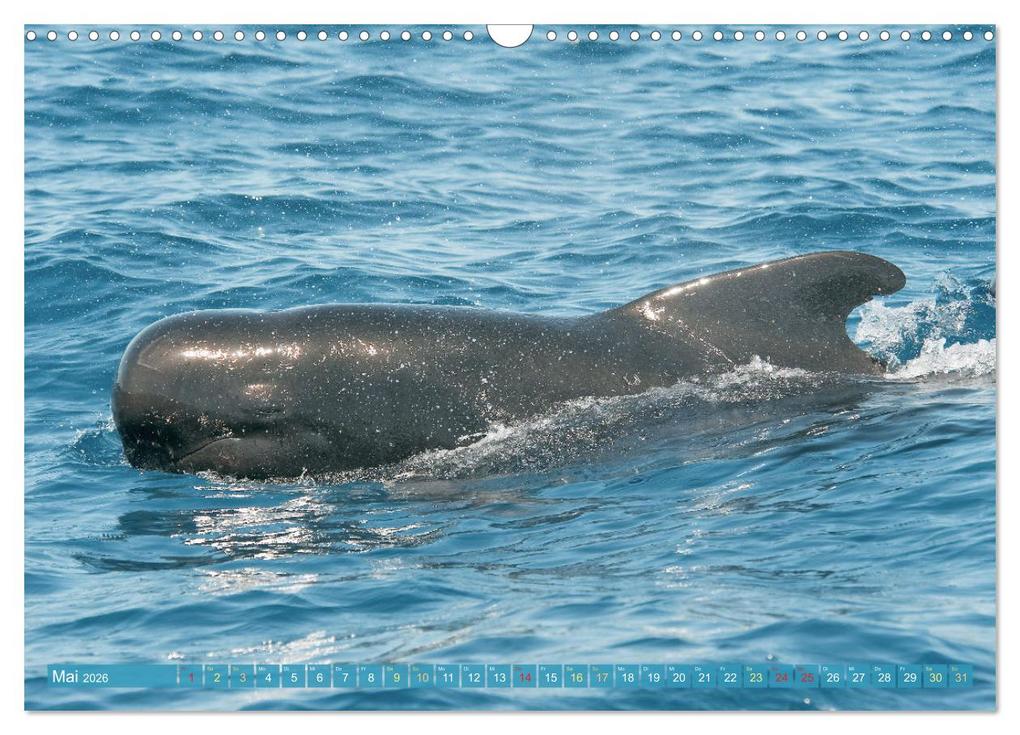 Weitere Ansicht: Wale: Giganten der Meere (Wandkalender 2026 DIN A3 quer), CALVENDO Monatskalender | CALVENDO CALVENDO, Calvendo