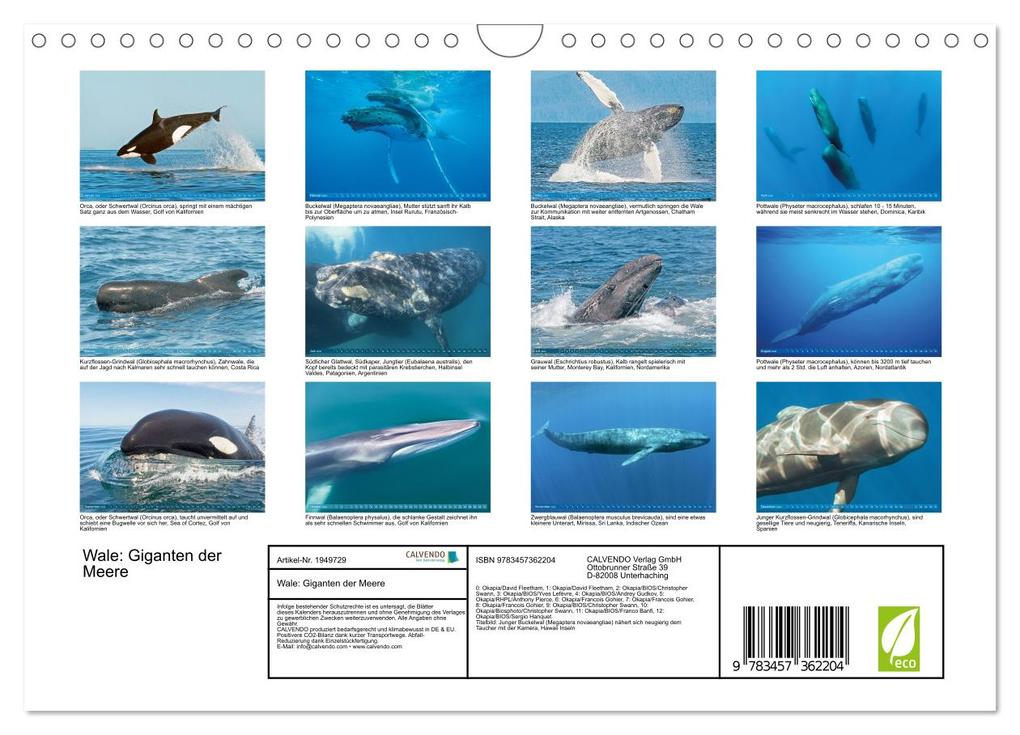 Weitere Ansicht: Wale: Giganten der Meere (Wandkalender 2026 DIN A4 quer), CALVENDO Monatskalender | CALVENDO CALVENDO, Calvendo