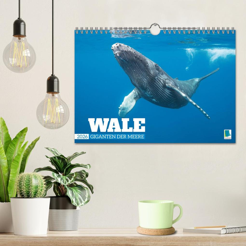Weitere Ansicht: Wale: Giganten der Meere (Wandkalender 2026 DIN A4 quer), CALVENDO Monatskalender | CALVENDO CALVENDO, Calvendo