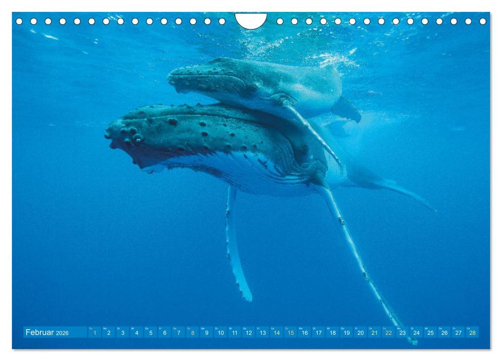 Weitere Ansicht: Wale: Giganten der Meere (Wandkalender 2026 DIN A4 quer), CALVENDO Monatskalender | CALVENDO CALVENDO, Calvendo