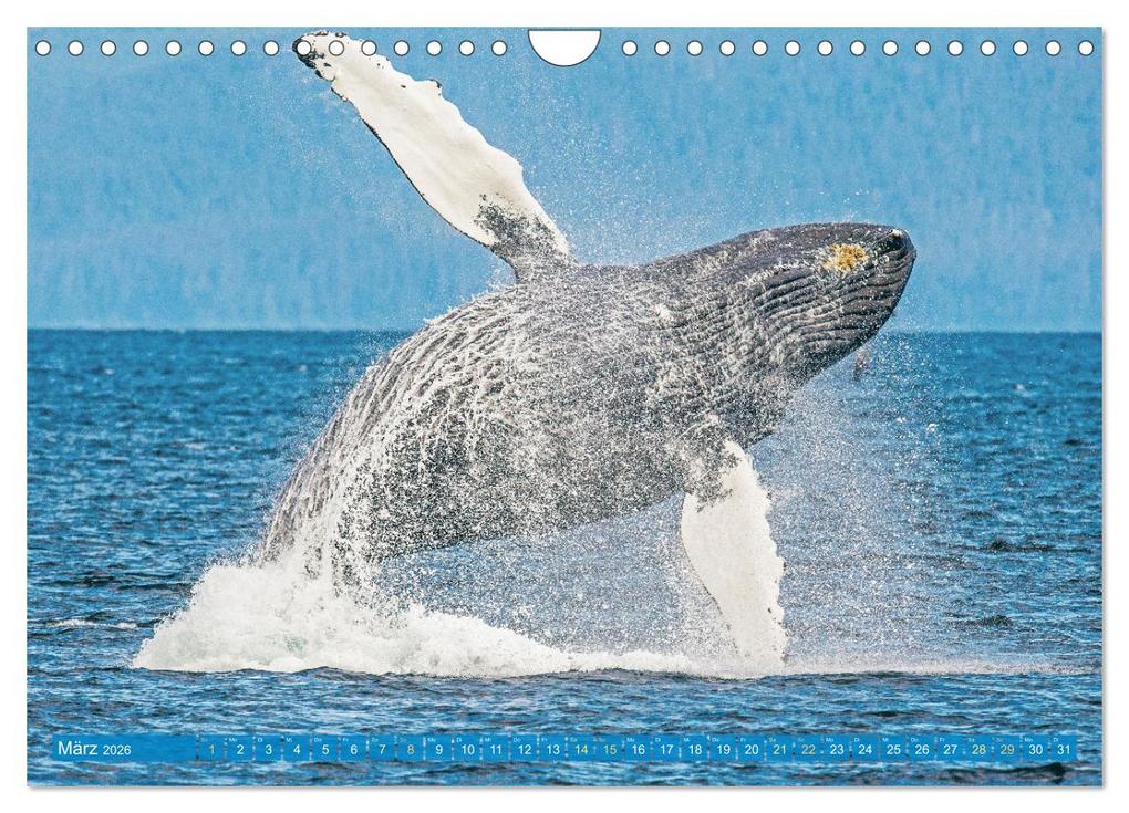 Weitere Ansicht: Wale: Giganten der Meere (Wandkalender 2026 DIN A4 quer), CALVENDO Monatskalender | CALVENDO CALVENDO, Calvendo