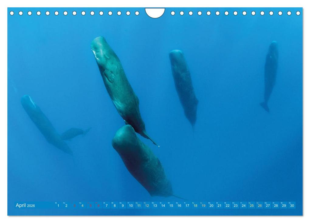 Weitere Ansicht: Wale: Giganten der Meere (Wandkalender 2026 DIN A4 quer), CALVENDO Monatskalender | CALVENDO CALVENDO, Calvendo