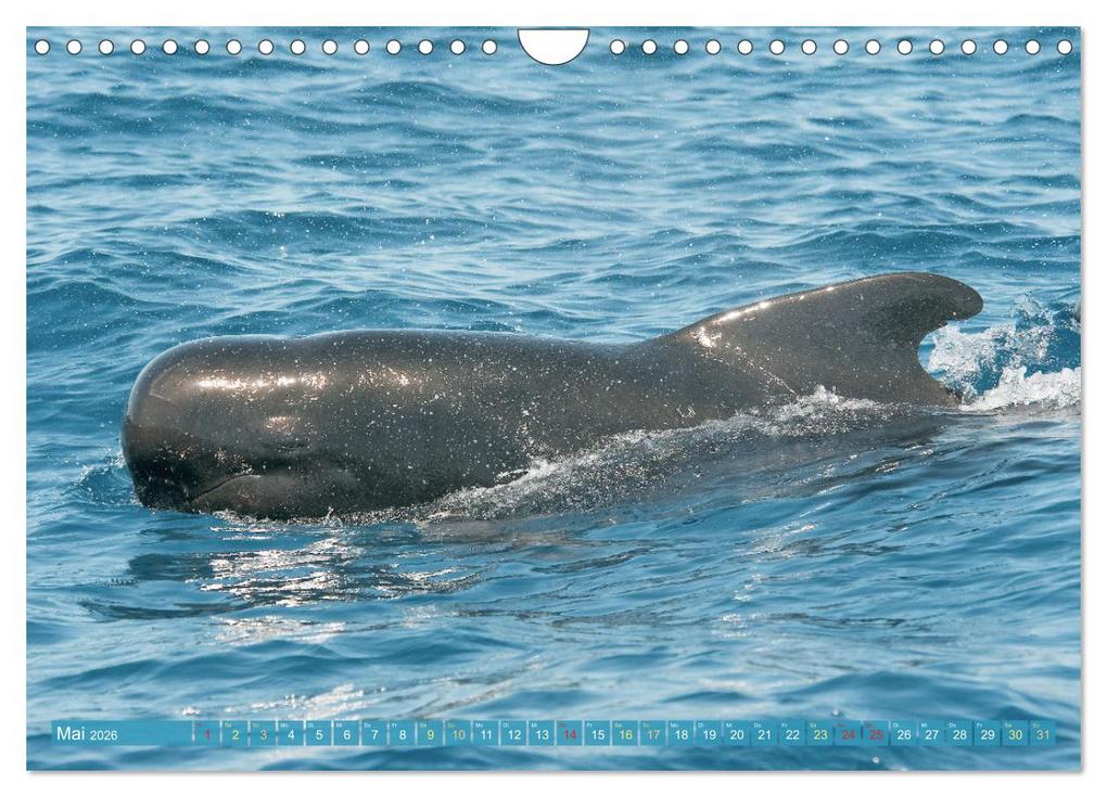 Weitere Ansicht: Wale: Giganten der Meere (Wandkalender 2026 DIN A4 quer), CALVENDO Monatskalender | CALVENDO CALVENDO, Calvendo