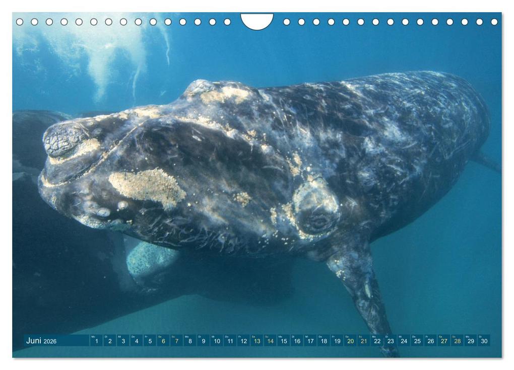 Weitere Ansicht: Wale: Giganten der Meere (Wandkalender 2026 DIN A4 quer), CALVENDO Monatskalender | CALVENDO CALVENDO, Calvendo
