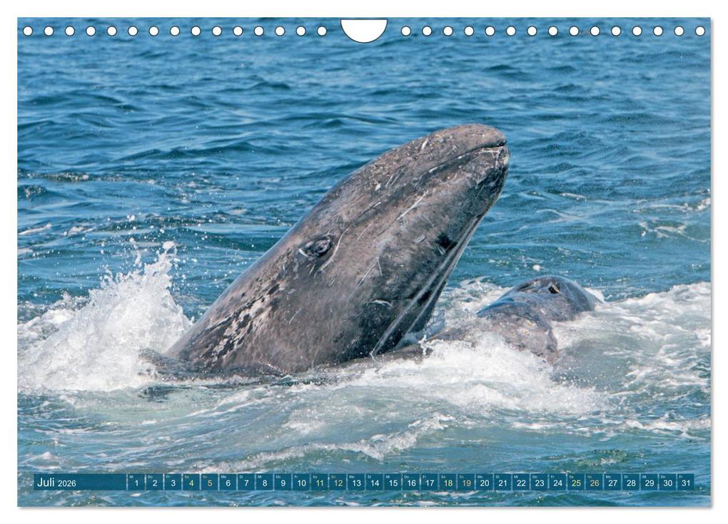 Weitere Ansicht: Wale: Giganten der Meere (Wandkalender 2026 DIN A4 quer), CALVENDO Monatskalender | CALVENDO CALVENDO, Calvendo