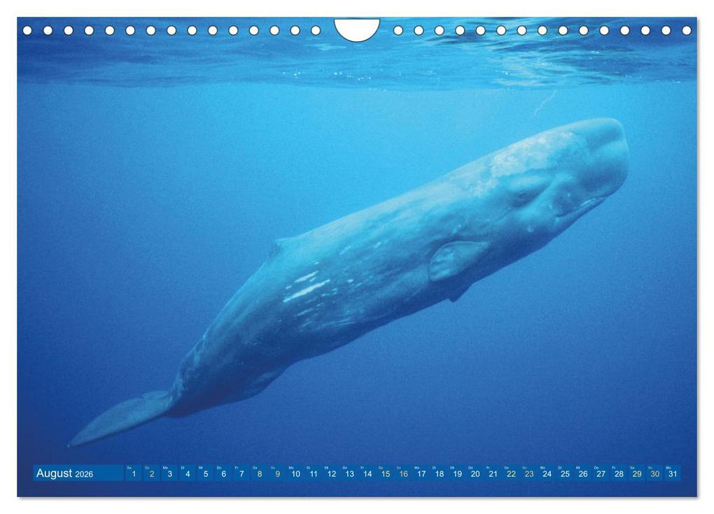 Weitere Ansicht: Wale: Giganten der Meere (Wandkalender 2026 DIN A4 quer), CALVENDO Monatskalender | CALVENDO CALVENDO, Calvendo