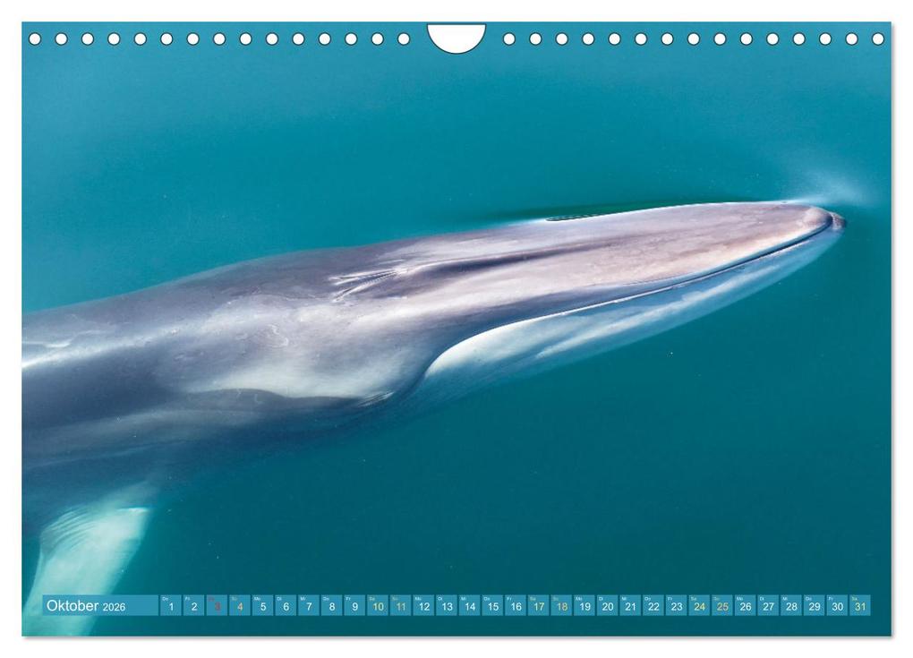 Weitere Ansicht: Wale: Giganten der Meere (Wandkalender 2026 DIN A4 quer), CALVENDO Monatskalender | CALVENDO CALVENDO, Calvendo