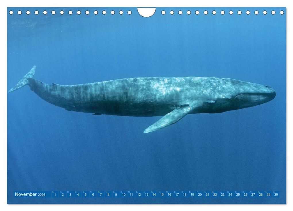 Weitere Ansicht: Wale: Giganten der Meere (Wandkalender 2026 DIN A4 quer), CALVENDO Monatskalender | CALVENDO CALVENDO, Calvendo