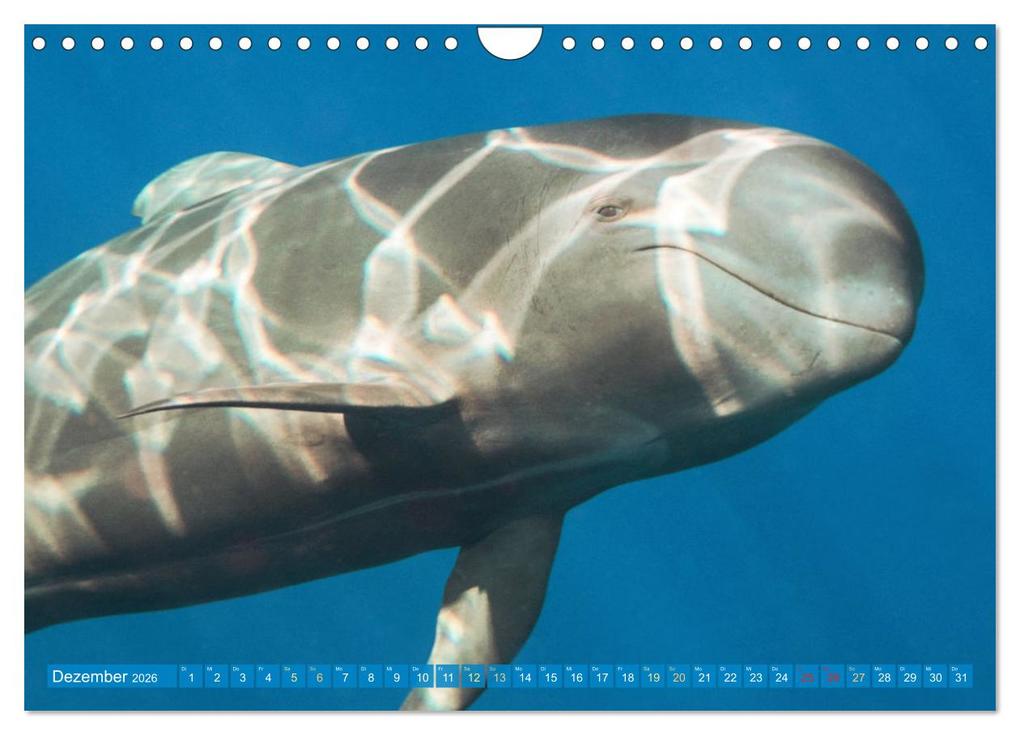 Weitere Ansicht: Wale: Giganten der Meere (Wandkalender 2026 DIN A4 quer), CALVENDO Monatskalender | CALVENDO CALVENDO, Calvendo