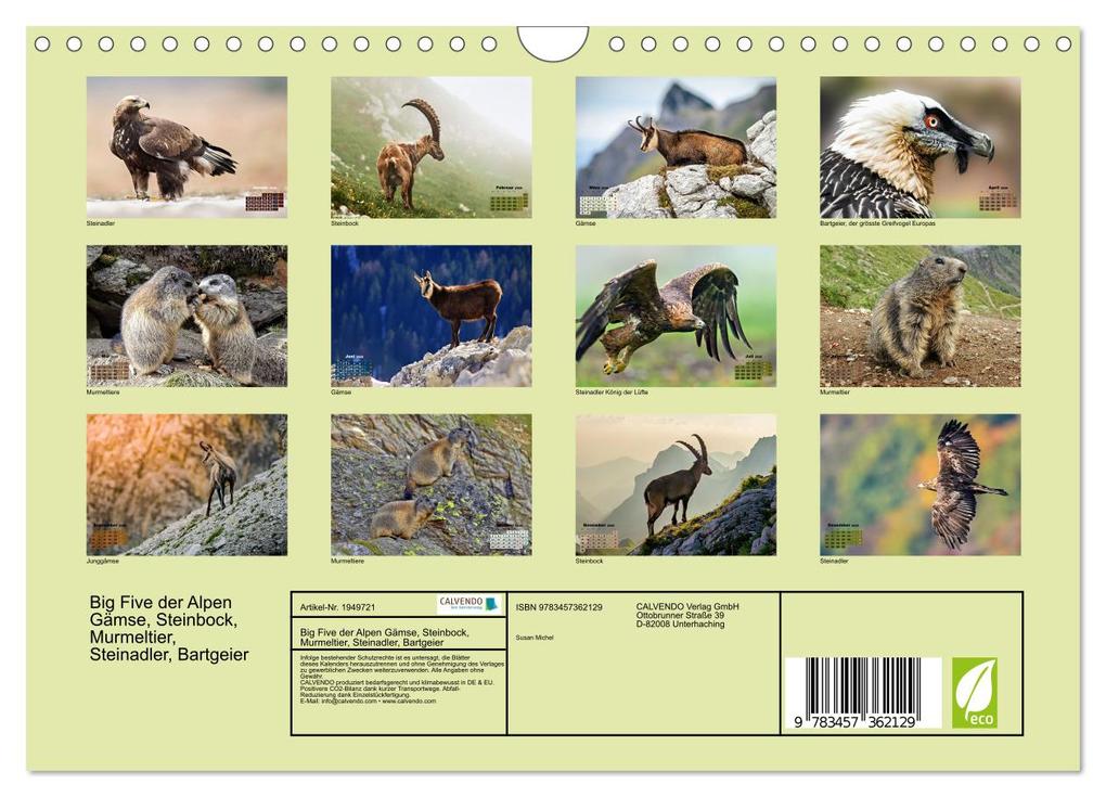Weitere Ansicht: Big Five der Alpen Gämse, Steinbock, Murmeltier, Steinadler, Bartgeier (Wandkalender 2026 DIN A4 quer), CALVENDO Monatskalender | Susan Michel, Calvendo