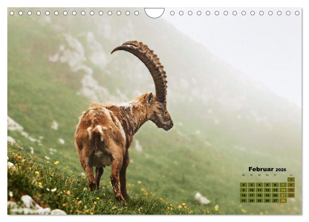 Weitere Ansicht: Big Five der Alpen Gämse, Steinbock, Murmeltier, Steinadler, Bartgeier (Wandkalender 2026 DIN A4 quer), CALVENDO Monatskalender | Susan Michel, Calvendo