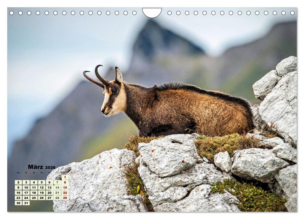 Weitere Ansicht: Big Five der Alpen Gämse, Steinbock, Murmeltier, Steinadler, Bartgeier (Wandkalender 2026 DIN A4 quer), CALVENDO Monatskalender | Susan Michel, Calvendo