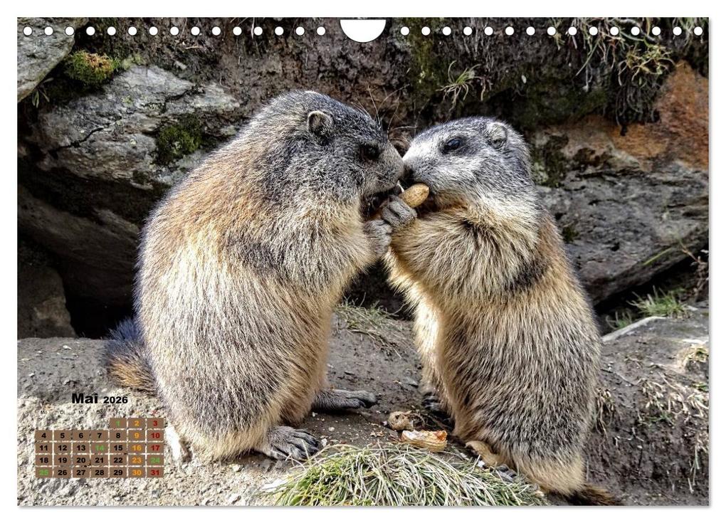 Weitere Ansicht: Big Five der Alpen Gämse, Steinbock, Murmeltier, Steinadler, Bartgeier (Wandkalender 2026 DIN A4 quer), CALVENDO Monatskalender | Susan Michel, Calvendo