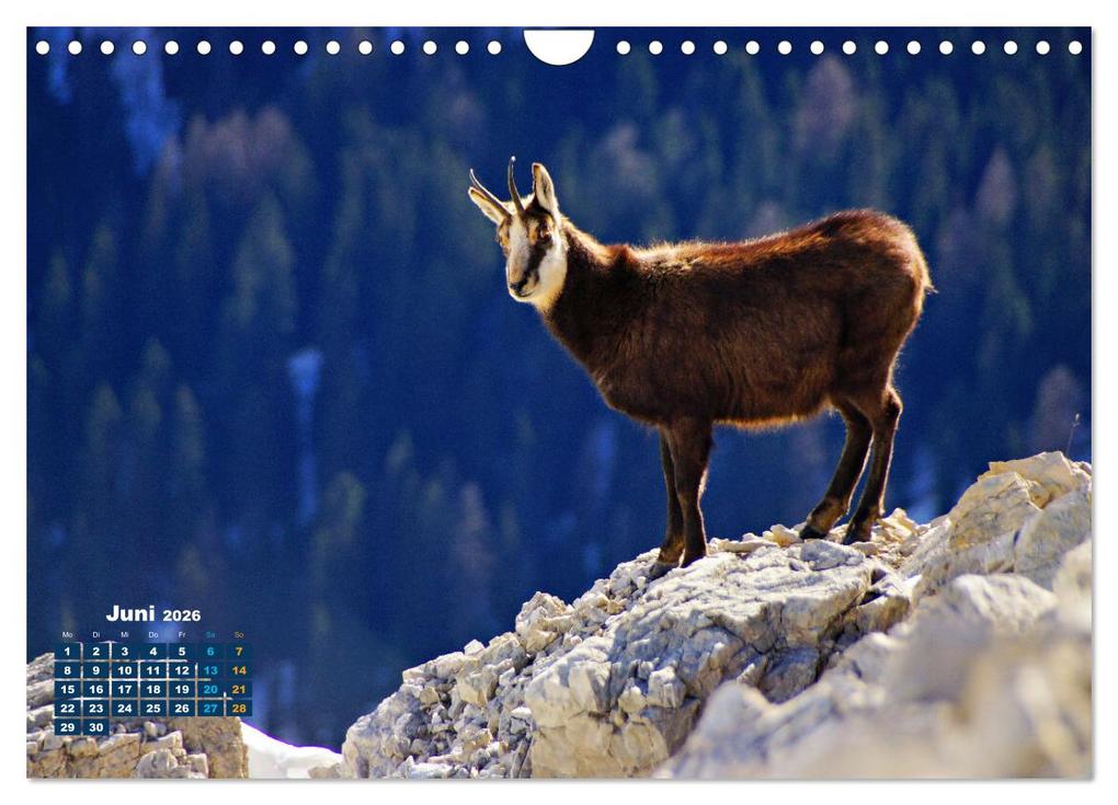 Weitere Ansicht: Big Five der Alpen Gämse, Steinbock, Murmeltier, Steinadler, Bartgeier (Wandkalender 2026 DIN A4 quer), CALVENDO Monatskalender | Susan Michel, Calvendo