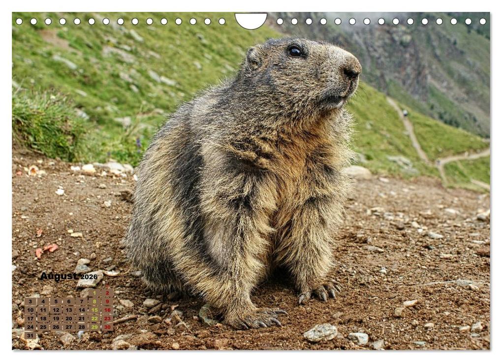 Weitere Ansicht: Big Five der Alpen Gämse, Steinbock, Murmeltier, Steinadler, Bartgeier (Wandkalender 2026 DIN A4 quer), CALVENDO Monatskalender | Susan Michel, Calvendo