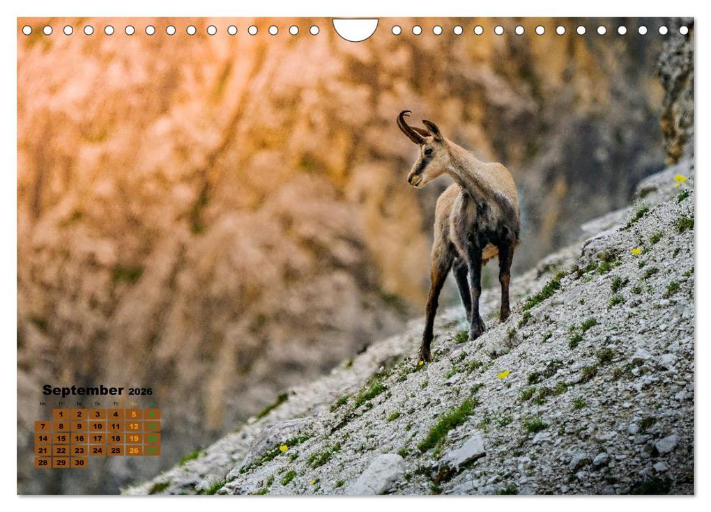 Weitere Ansicht: Big Five der Alpen Gämse, Steinbock, Murmeltier, Steinadler, Bartgeier (Wandkalender 2026 DIN A4 quer), CALVENDO Monatskalender | Susan Michel, Calvendo