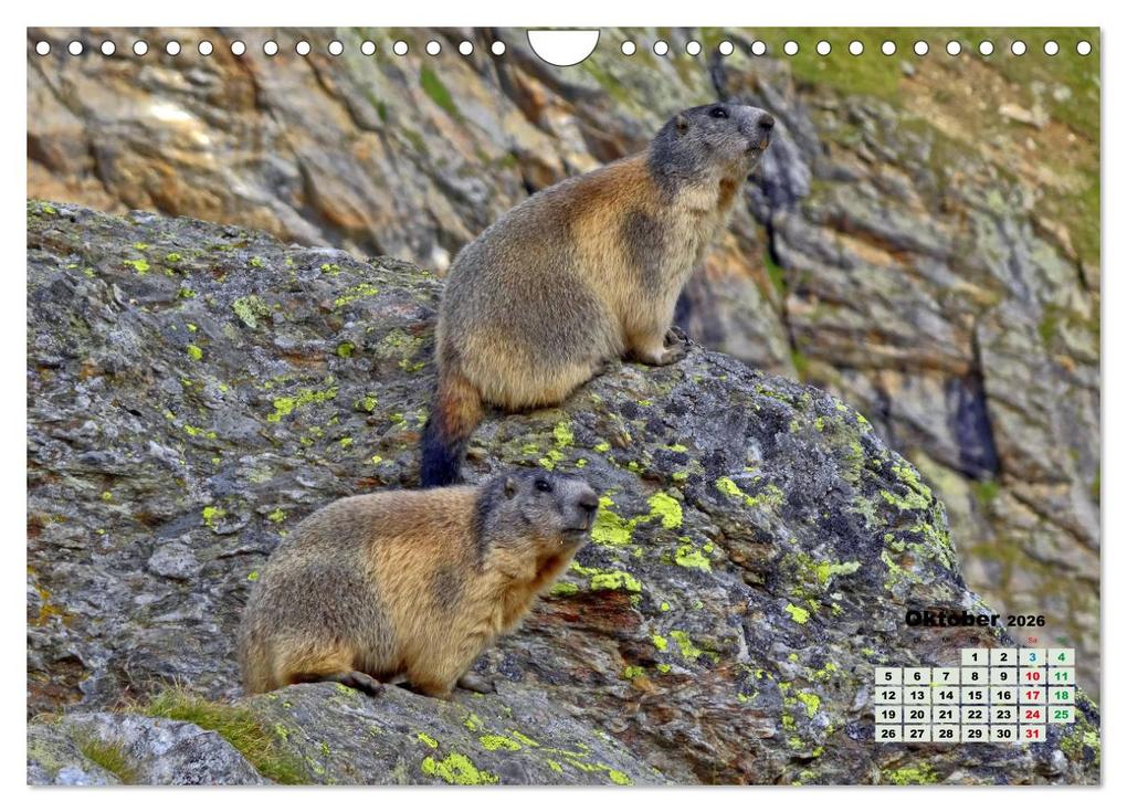 Weitere Ansicht: Big Five der Alpen Gämse, Steinbock, Murmeltier, Steinadler, Bartgeier (Wandkalender 2026 DIN A4 quer), CALVENDO Monatskalender | Susan Michel, Calvendo