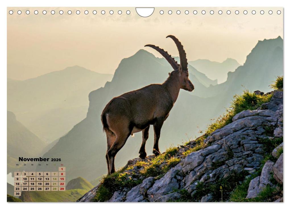 Weitere Ansicht: Big Five der Alpen Gämse, Steinbock, Murmeltier, Steinadler, Bartgeier (Wandkalender 2026 DIN A4 quer), CALVENDO Monatskalender | Susan Michel, Calvendo
