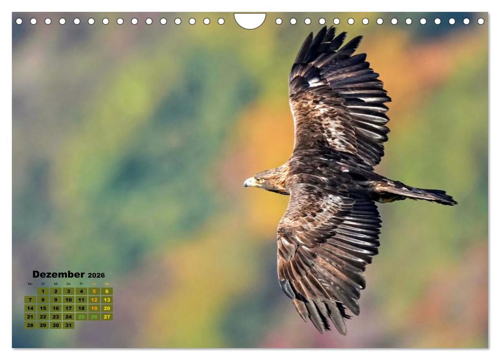 Weitere Ansicht: Big Five der Alpen Gämse, Steinbock, Murmeltier, Steinadler, Bartgeier (Wandkalender 2026 DIN A4 quer), CALVENDO Monatskalender | Susan Michel, Calvendo