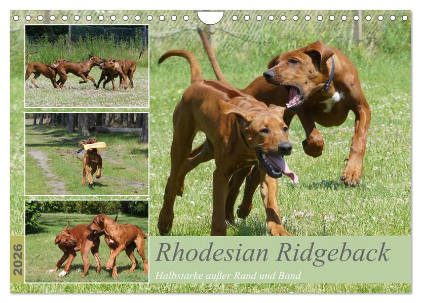 Produktbild: Rhodesian Ridgeback - Halbstarke außer Rand und Band (Wandkalender 2026 DIN A4 quer), CALVENDO Monatskalender | Calvendo, Birgit Bodsch