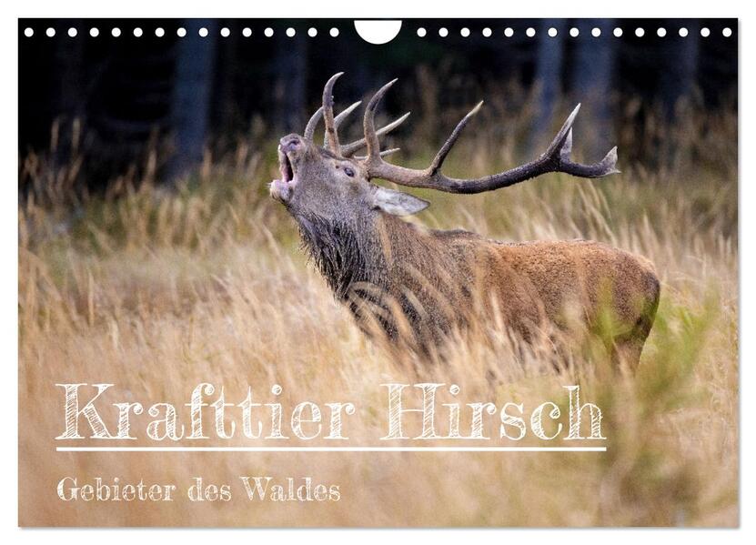 Produktbild: Krafttier Hirsch (Wandkalender 2026 DIN A4 quer), CALVENDO Monatskalender | Calvendo, Schörkhuber Johann