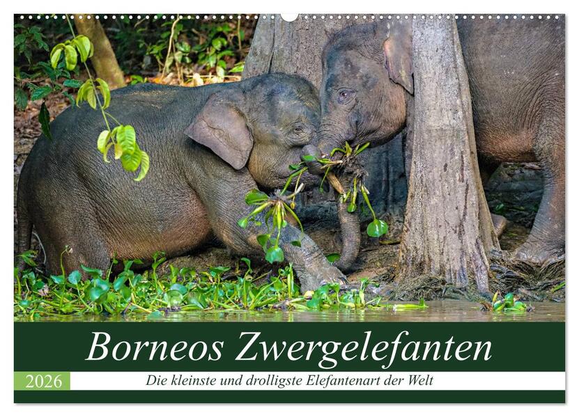 Produktbild: Borneos Zwergelefanten (Wandkalender 2026 DIN A2 quer), CALVENDO Monatskalender | Arne Wünsche, Calvendo
