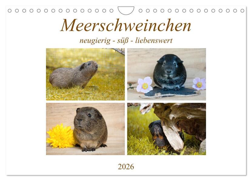 Produktbild: MEERSCHWEINCHEN neugierig - süß - liebenswert (Wandkalender 2026 DIN A4 quer), CALVENDO Monatskalender | Calvendo, Petra Fischer
