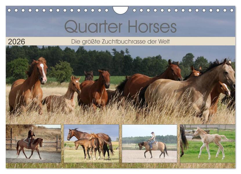 Produktbild: Quarter Horses - Die größte Zuchtbuchrasse der Welt (Wandkalender 2026 DIN A4 quer), CALVENDO Monatskalender | B. Mielewczyk, Calvendo