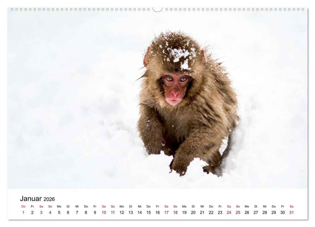 Weitere Ansicht: Lustige Affen - hinreißende Schnappschüsse (Wandkalender 2026 DIN A2 quer), CALVENDO Monatskalender | Happy Monkey, Calvendo