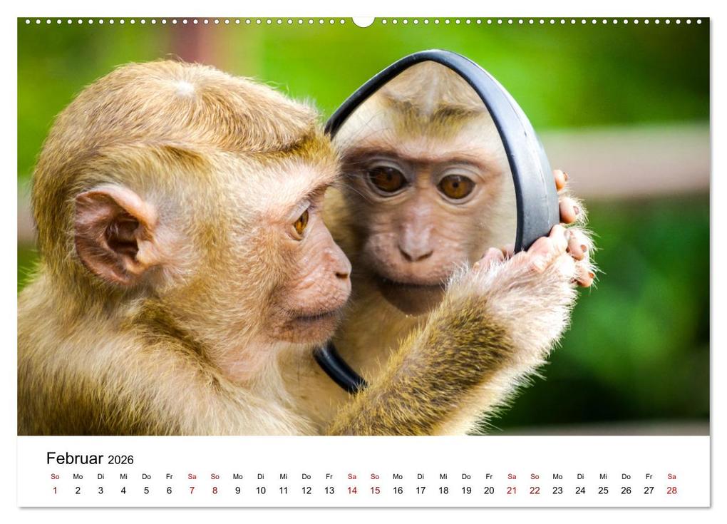 Weitere Ansicht: Lustige Affen - hinreißende Schnappschüsse (Wandkalender 2026 DIN A2 quer), CALVENDO Monatskalender | Happy Monkey, Calvendo