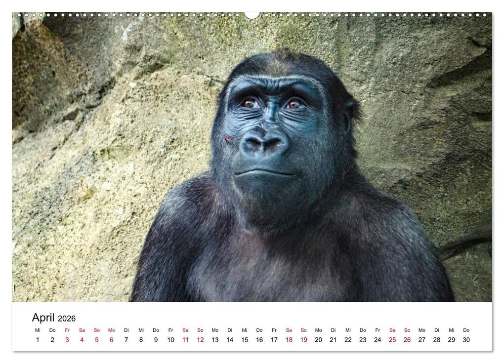 Weitere Ansicht: Lustige Affen - hinreißende Schnappschüsse (Wandkalender 2026 DIN A2 quer), CALVENDO Monatskalender | Happy Monkey, Calvendo