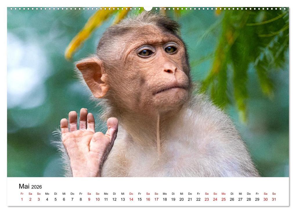 Weitere Ansicht: Lustige Affen - hinreißende Schnappschüsse (Wandkalender 2026 DIN A2 quer), CALVENDO Monatskalender | Happy Monkey, Calvendo