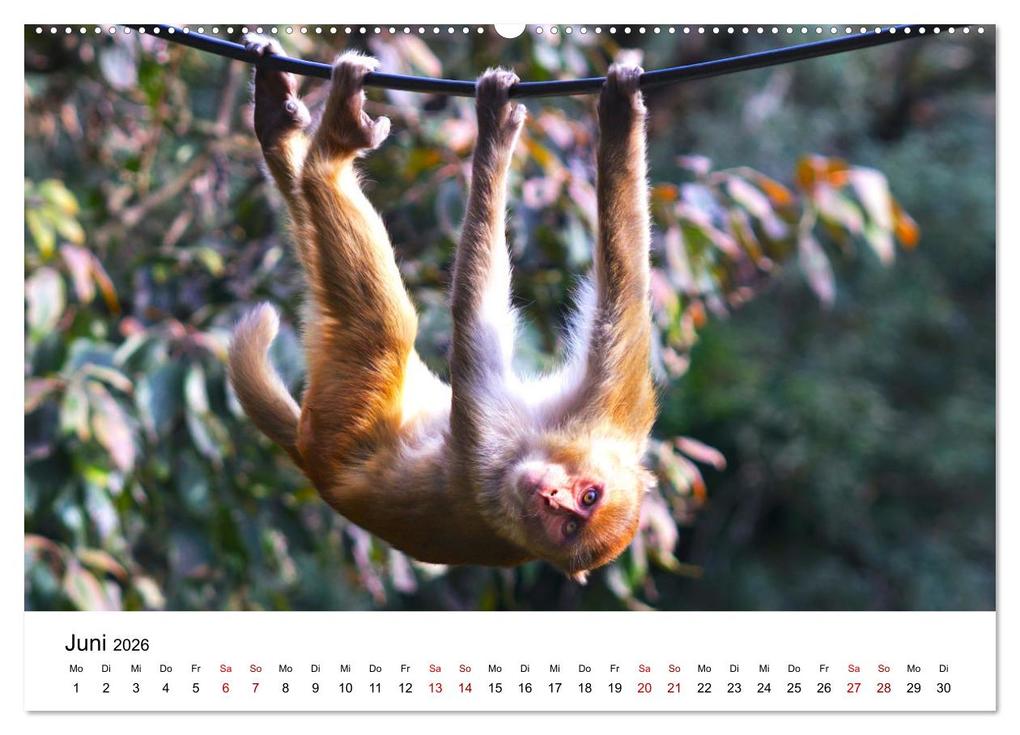Weitere Ansicht: Lustige Affen - hinreißende Schnappschüsse (Wandkalender 2026 DIN A2 quer), CALVENDO Monatskalender | Happy Monkey, Calvendo