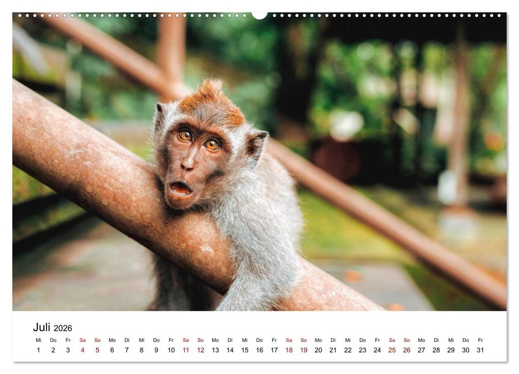 Weitere Ansicht: Lustige Affen - hinreißende Schnappschüsse (Wandkalender 2026 DIN A2 quer), CALVENDO Monatskalender | Happy Monkey, Calvendo