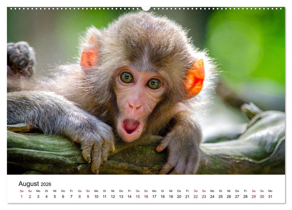 Weitere Ansicht: Lustige Affen - hinreißende Schnappschüsse (Wandkalender 2026 DIN A2 quer), CALVENDO Monatskalender | Happy Monkey, Calvendo