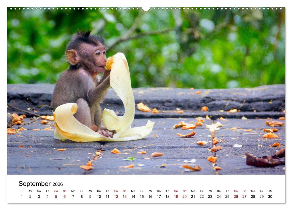Weitere Ansicht: Lustige Affen - hinreißende Schnappschüsse (Wandkalender 2026 DIN A2 quer), CALVENDO Monatskalender | Happy Monkey, Calvendo