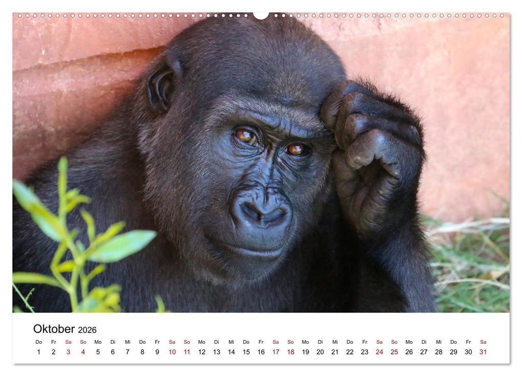 Weitere Ansicht: Lustige Affen - hinreißende Schnappschüsse (Wandkalender 2026 DIN A2 quer), CALVENDO Monatskalender | Happy Monkey, Calvendo