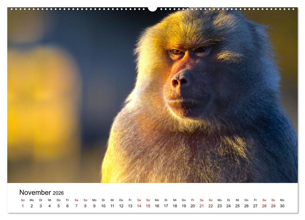 Weitere Ansicht: Lustige Affen - hinreißende Schnappschüsse (Wandkalender 2026 DIN A2 quer), CALVENDO Monatskalender | Happy Monkey, Calvendo