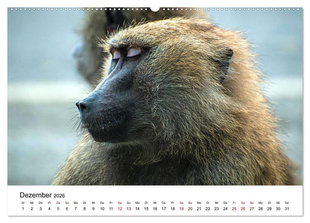 Weitere Ansicht: Lustige Affen - hinreißende Schnappschüsse (Wandkalender 2026 DIN A2 quer), CALVENDO Monatskalender | Happy Monkey, Calvendo