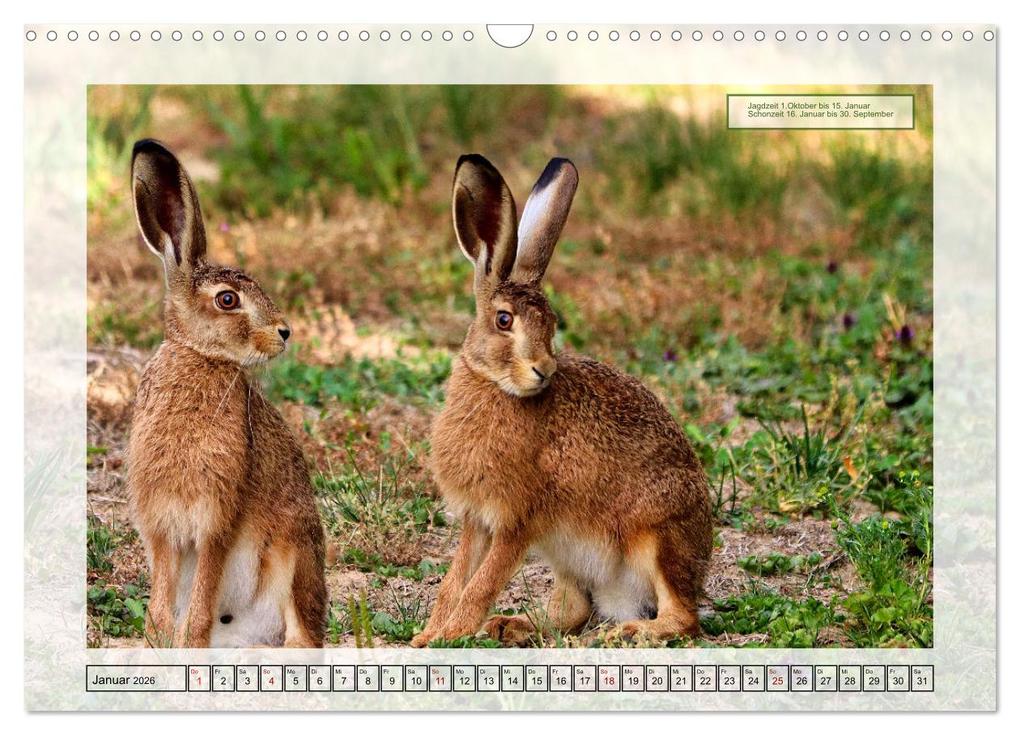 Weitere Ansicht: Deutsches Jagdwild - Waidmannsheil (Wandkalender 2026 DIN A3 quer), CALVENDO Monatskalender | Claudia Kleemann, Calvendo