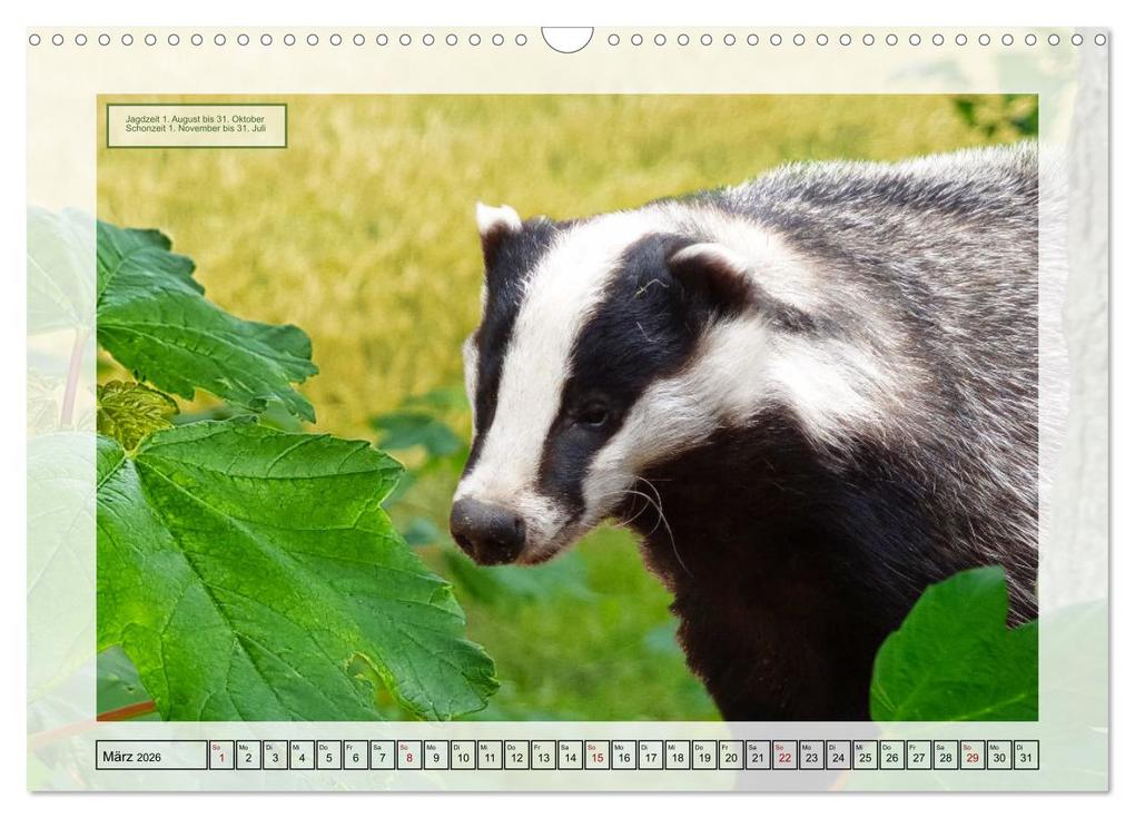Weitere Ansicht: Deutsches Jagdwild - Waidmannsheil (Wandkalender 2026 DIN A3 quer), CALVENDO Monatskalender | Claudia Kleemann, Calvendo