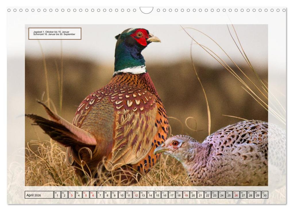 Weitere Ansicht: Deutsches Jagdwild - Waidmannsheil (Wandkalender 2026 DIN A3 quer), CALVENDO Monatskalender | Claudia Kleemann, Calvendo