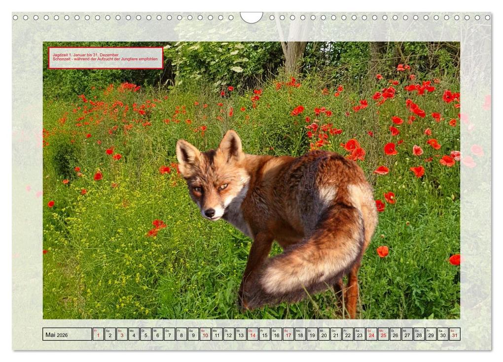 Weitere Ansicht: Deutsches Jagdwild - Waidmannsheil (Wandkalender 2026 DIN A3 quer), CALVENDO Monatskalender | Claudia Kleemann, Calvendo