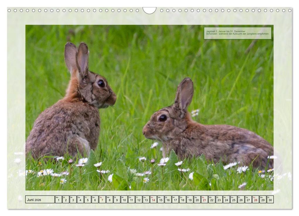 Weitere Ansicht: Deutsches Jagdwild - Waidmannsheil (Wandkalender 2026 DIN A3 quer), CALVENDO Monatskalender | Claudia Kleemann, Calvendo