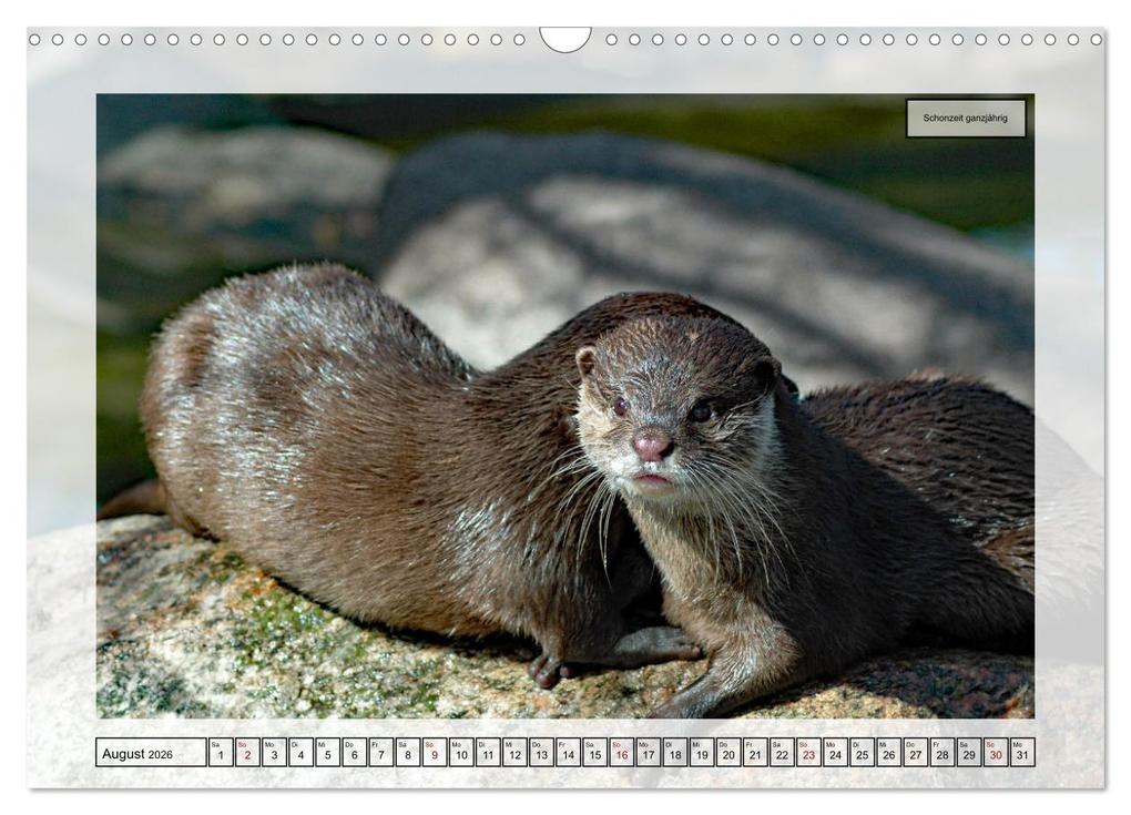 Weitere Ansicht: Deutsches Jagdwild - Waidmannsheil (Wandkalender 2026 DIN A3 quer), CALVENDO Monatskalender | Claudia Kleemann, Calvendo