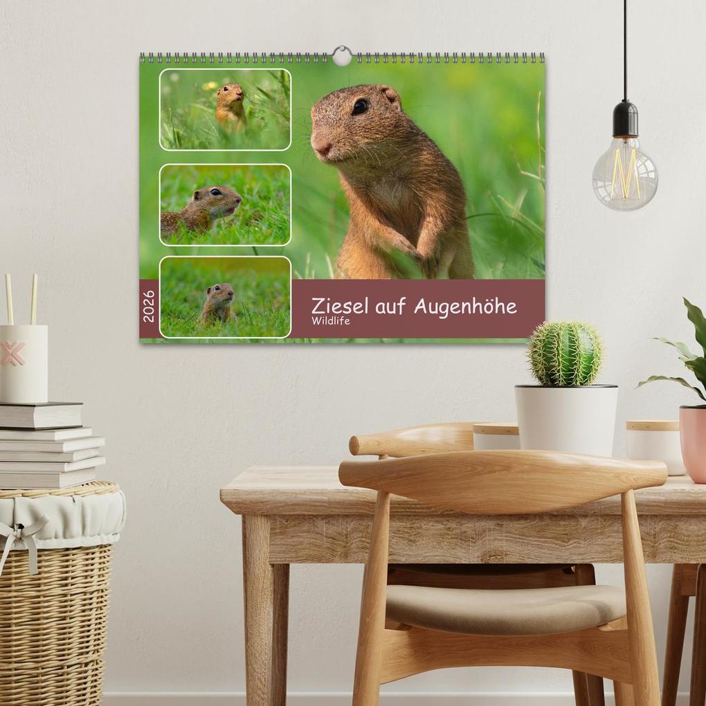 Weitere Ansicht: Ziesel auf Augenhöhe (Wandkalender 2026 DIN A3 quer), CALVENDO Monatskalender | MoNo-Foto MoNo-Foto, Calvendo, MoNo-Foto
