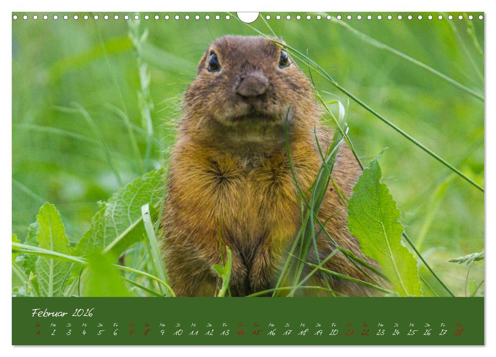 Weitere Ansicht: Ziesel auf Augenhöhe (Wandkalender 2026 DIN A3 quer), CALVENDO Monatskalender | MoNo-Foto MoNo-Foto, Calvendo, MoNo-Foto